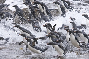 Eudyptes Chrysocome Gallery: A flock of Rockhopper penguins launch out of the surf together into a kelp bed as