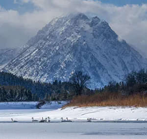 Flock of Trumpeter swans swim at Oxbow Bend in front of Mount Moran Flock of Trumpeter swans swim at Oxbow Bend in front of Mount Moran