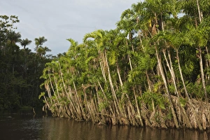 Flooded Igapo forest. Cocaya River. Eastern Amazon Rain Forest. Border of PERU &ECUADOR Flooded Igapo forest. Cocaya River. Eastern Amazon Rain Forest. Border of PERU &ECUADOR