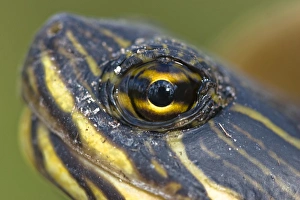 Florida Redbelly turtle (pseudemys nelsoni), common in south Florida Florida Redbelly turtle (pseudemys nelsoni), common in south Florida