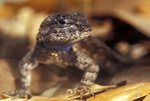 Florida Southern Fence Lizard showing blue coloration on neck Florida Southern Fence Lizard showing blue coloration on neck