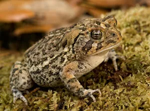 Images Dated 15th October 2004: Florida, Southern toad, Bufo terrestris