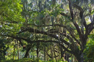 Florida, Tropical Garden with Palms and Living Oak covered in Spanish Moss Florida, Tropical Garden with Palms and Living Oak covered in Spanish Moss