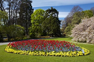 Flower bed and blossom tree, Botanic Gardens, Hagley Park, Christchurch, Canterbury Flower bed and blossom tree, Botanic Gardens, Hagley Park, Christchurch, Canterbury