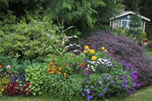 Flower garden with shed in background our Garden Sammamish, Washington Flower garden with shed in background our Garden Sammamish, Washington