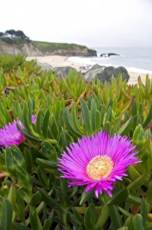 The flower of an ice plant on the California coast The flower of an ice plant on the California coast