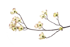 Flowering Dogwood (Cornus florida) branch on white background, Marion Co. IL Flowering Dogwood (Cornus florida) branch on white background, Marion Co. IL