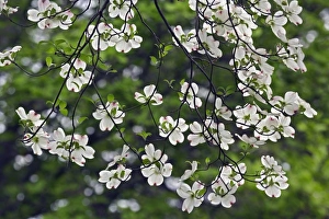 Flowering Dogwood tree blossoms viewed from below (Cornus Florida) Louisville, Kentucky Flowering Dogwood tree blossoms viewed from below (Cornus Florida) Louisville, Kentucky