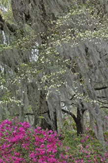 Flowering dogwood trees and azaleas in full bloom in spring, Bonaventure Cemetery, Savannah, Georgia Flowering dogwood trees and azaleas in full bloom in spring, Bonaventure Cemetery, Savannah, Georgia