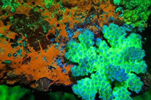 <b class=qtipBold><figcaption>Fluorescing Underwater Macro images</figcaption></b><br><em>© Stuart Westmorland / DanitaDelimont.com</em> Fluorescing Underwater Macro images