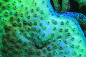 <b class=qtipBold><figcaption>Fluorescing Underwater Macro images</figcaption></b><br><em>© Stuart Westmorland / DanitaDelimont.com</em> Fluorescing Underwater Macro images