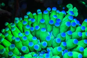 <b class=qtipBold><figcaption>Fluorescing Underwater Macro images</figcaption></b><br><em>© Stuart Westmorland / DanitaDelimont.com</em> Fluorescing Underwater Macro images
