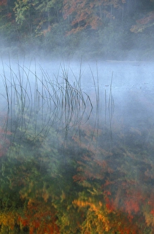 Fog, Reeds and Autumn Reflection; Hiawatha National Forest, Council Lake Fog, Reeds and Autumn Reflection; Hiawatha National Forest, Council Lake