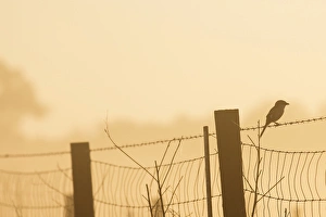 On a foggy morning a Loggerhead Shrike hunting on barbed wire at sunrise On a foggy morning a Loggerhead Shrike hunting on barbed wire at sunrise
