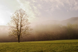 Foggy sunrise Cades Cove Great Smoky Mountains N.P. TN Foggy sunriseCades Foggy sunrise Cades Cove Great Smoky Mountains N.P. TN Foggy sunriseCades