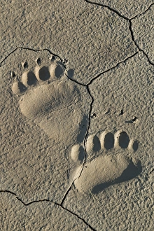 Footprints of adult coastal grizzly bear (ursus arctos). Lake Clark National Park, Alaska Footprints of adult coastal grizzly bear (ursus arctos). Lake Clark National Park, Alaska