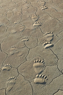 Footprints of adult and cub coastal grizzly bears in Lake Clark National Park, Alaska Footprints of adult and cub coastal grizzly bears in Lake Clark National Park, Alaska