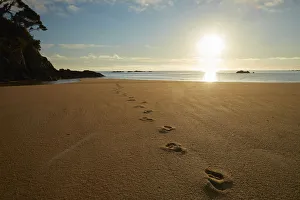 Footprints in the sand at sunrise, Mosquito Bay, Abel Tasman National Park, Nelson Region Footprints in the sand at sunrise, Mosquito Bay, Abel Tasman National Park, Nelson Region