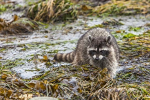Foraging Raccoon at Low Tide in Tide Pools, Crescent Beach Washington Foraging Raccoon at Low Tide in Tide Pools, Crescent Beach Washington