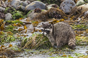 Foraging Raccoon at Low Tide in Tidepools, Crescent Beach Washington Foraging Raccoon at Low Tide in Tidepools, Crescent Beach Washington
