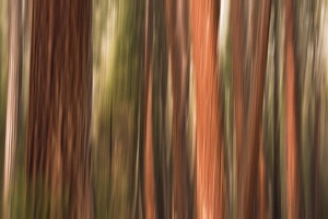 Forest abstract, Yosemite Valley, Yosemite National Park, California USA Forest abstract, Yosemite Valley, Yosemite National Park, California USA
