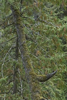 Images Dated 10th September 2006: Forest, Little Qualicum Falls Provincial Park, Vancouver Island, British Columbia