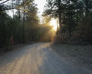 Forest Roads at sunrise, Manzano Mountain Wilderness, Cibola National Forest, New Mexico Forest Roads at sunrise, Manzano Mountain Wilderness, Cibola National Forest, New Mexico