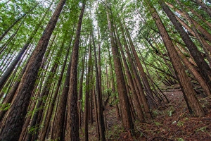 Images Dated 22nd February 2008: Forest Scene in Muir Woods State Park, Mill Valley, CA