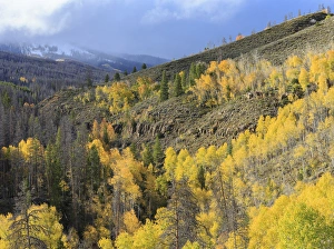 Forested Divided, Healthy aspens, dieing lodgepole pines, Arapaho NF, Colorado Forested Divided, Healthy aspens, dieing lodgepole pines, Arapaho NF, Colorado