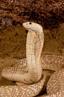 Images Dated 24th July 2009: Formosan Cobra, Naja naja formosa, Native to Ceylon