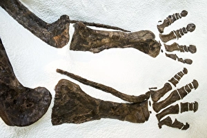 Fossilized dinosaur bones at the Museum of Natural History, New York City, New York, USA Fossilized dinosaur bones at the Museum of Natural History, New York City, New York, USA