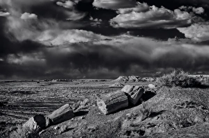 Fossilized and petrified trees are scattered throughout the Crystal Forest, Petrified Fossilized and petrified trees are scattered throughout the Crystal Forest, Petrified
