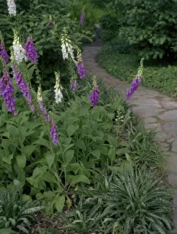 Foxglove Garden Path