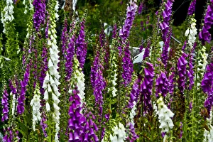 Foxglove, southern side, Mount St. Helens National Volcanic Monument, Washington State Foxglove, southern side, Mount St. Helens National Volcanic Monument, Washington State