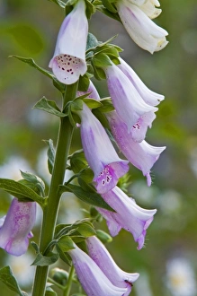 Foxglove wildflowers in the Cascades of Washington Foxglove wildflowers in the Cascades of Washington