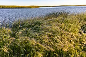 Foxtail barley along Medicine Lake National Wildlife Refuge, Montana, USA Foxtail barley along Medicine Lake National Wildlife Refuge, Montana, USA