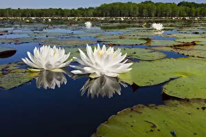 Fragrant water lilies on Caddo Lake, Texas in May