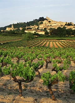 France, Bonnieux, Vaucluse, Luberon, View of Provence vineyard France, Bonnieux, Vaucluse, Luberon, View of Provence vineyard