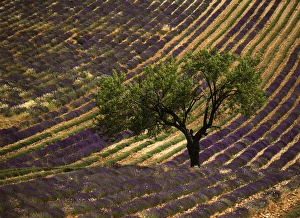 France, Haute Province, Vaucluse, Lonely tree in lavender field France, Haute Province, Vaucluse, Lonely tree in lavender field