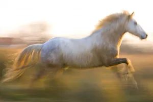 France, Provence. White Camargue horse running. Credit as: Jim Zuckerman / Jaynes France, Provence. White Camargue horse running. Credit as: Jim Zuckerman / Jaynes