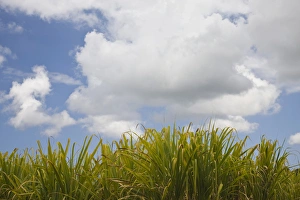 France, Reunion Island, Les Makes, Sugar Cane France, Reunion Island, Les Makes, Sugar Cane
