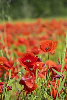 France, Southern France, poppy fields near St. Remy, Provence France, Southern France, poppy fields near St. Remy, Provence