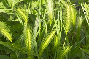 France, Southern France, St. Remy fields, wheat France, Southern France, St. Remy fields, wheat