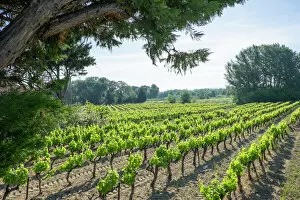 France, St. Remy, countryside vineyards. Luberon