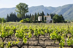 France, St. Remy, Vineyards. Luberon. Editorial Use Only France, St. Remy, Vineyards. Luberon. Editorial Use Only