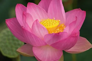 Franklin NC, Perrys Water Garden, Lotus blossom Franklin NC, Perrys Water Garden, Lotus blossom