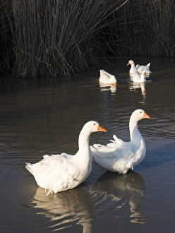 Free range domestic goose (Anser anser domesticus), swimming on a pond. Europe, Eastern Europe Free range domestic goose (Anser anser domesticus), swimming on a pond. Europe, Eastern Europe