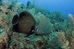 Atoll Gallery: French Angelfish (Pomacanthus pari), Hol Chan Marine Reserve, Ambergris Caye, Belize