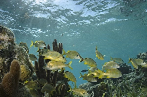 French Grunt (Haemulon flavolineatum), Halfmoon Caye, Lighthouse Reef Atoll, Belize French Grunt (Haemulon flavolineatum), Halfmoon Caye, Lighthouse Reef Atoll, Belize