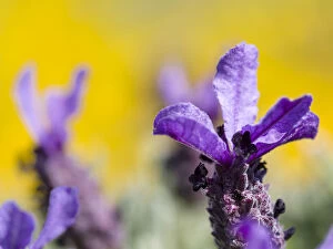 Images Dated 27th March 2016: French Lavender or Spanish Lavender, Topped Lavender (Lavandula stoechas) at the Costa Vicentina